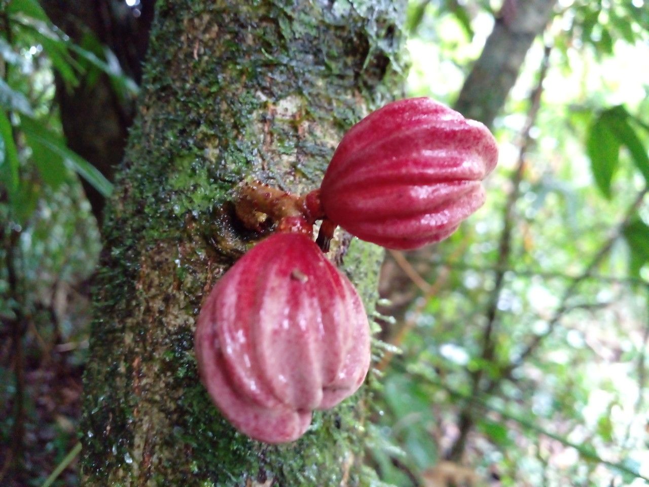 Guarea rhopalocarpa fruit