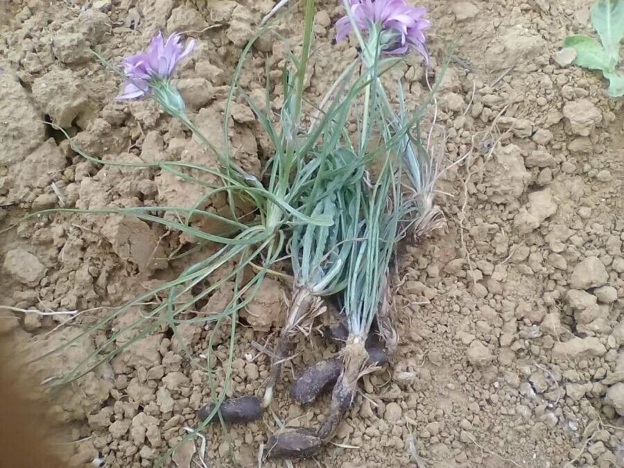 Scorzonera undulata leaf