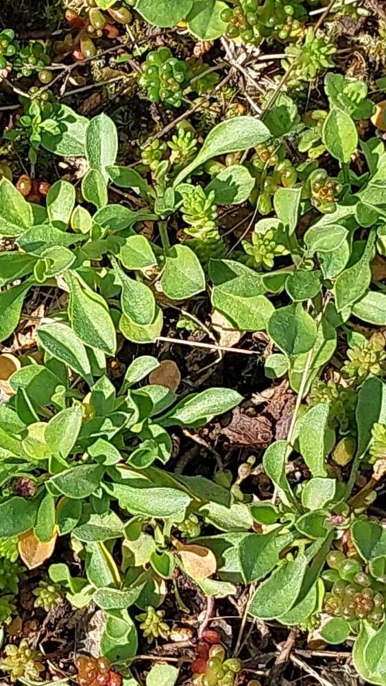 Erigeron flagellaris — search result for 'Erigeron'