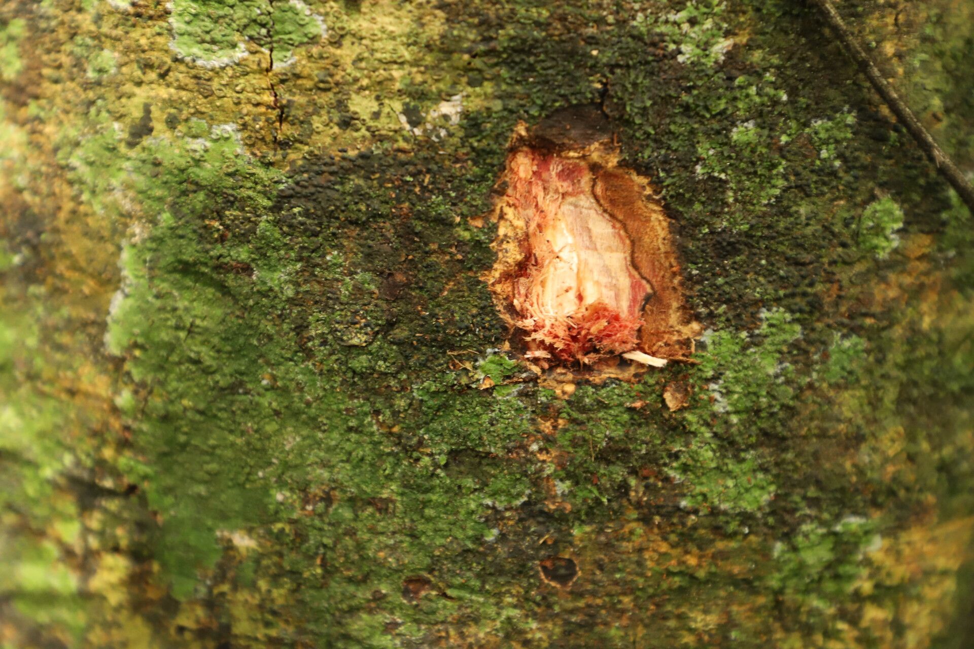 Prioria buchholzii bark