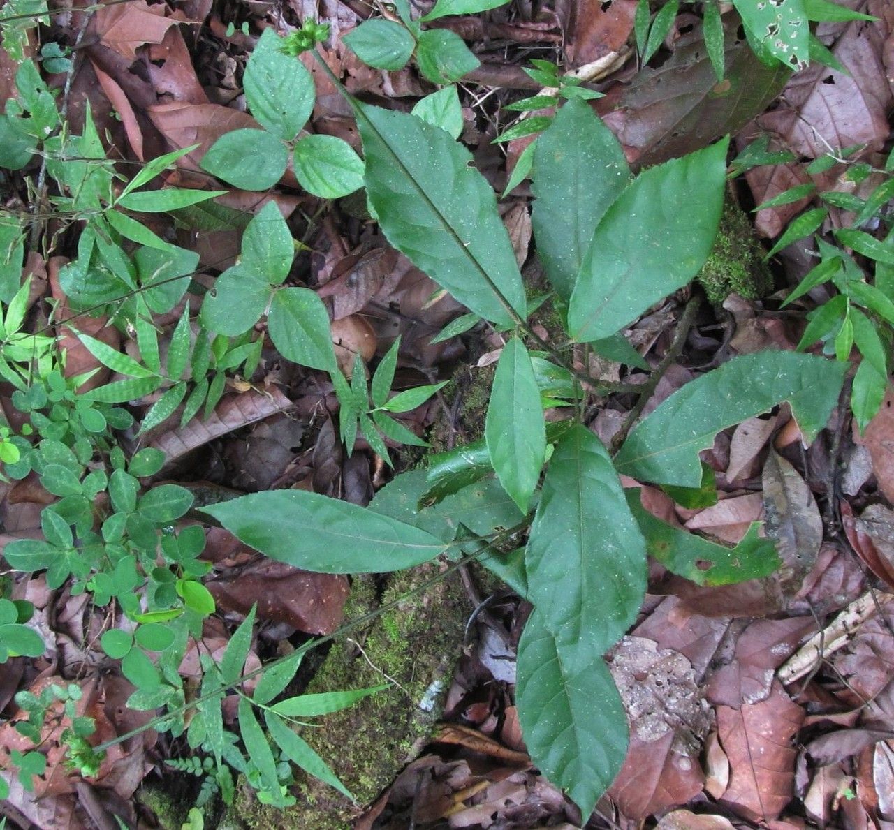 Pavonia fruticosa habit