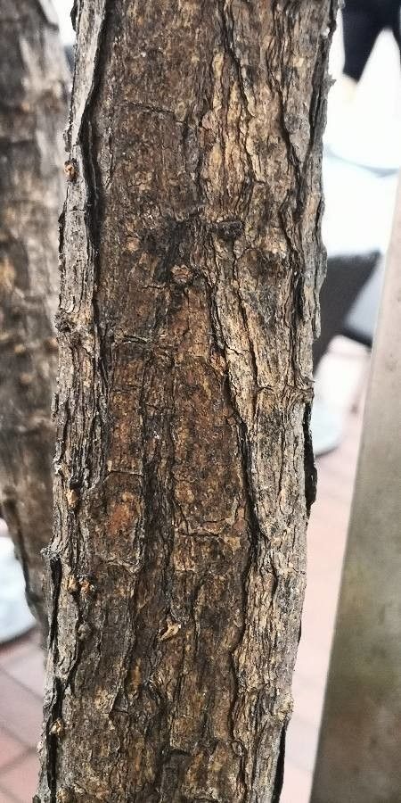 Solandra guttata bark