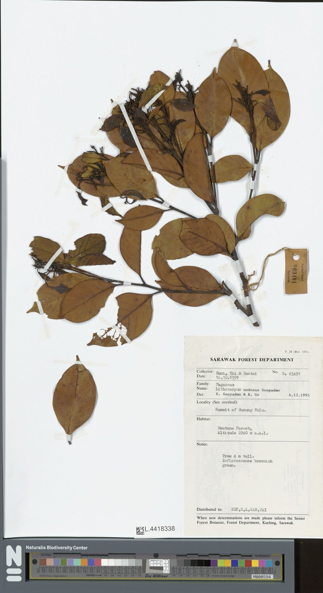 Lithocarpus nodosus — houseplant care guide