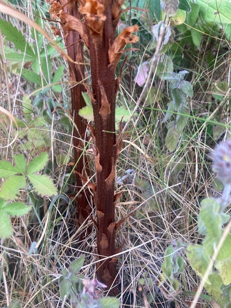 Orobanche elatior — houseplant care guide