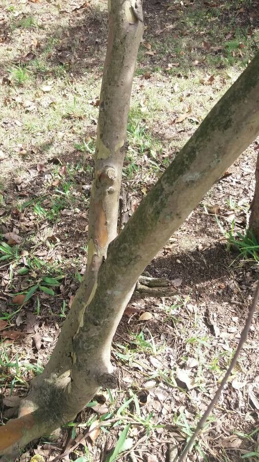 Eucalyptus buprestium bark