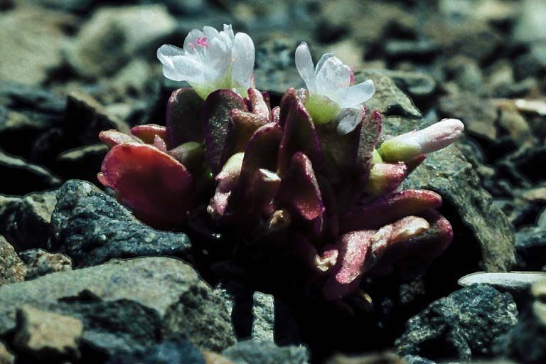 Claytonia saxosa — search result for 'Montiaceae'