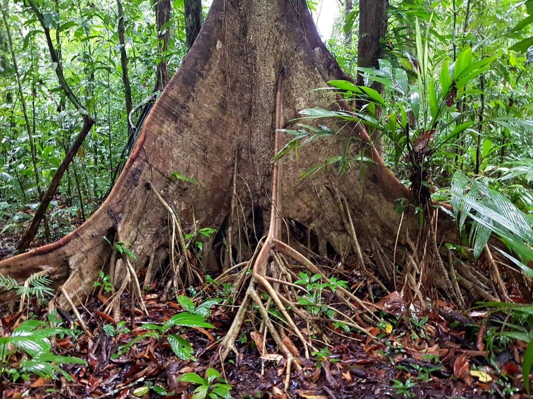 Sterculia allenii bark