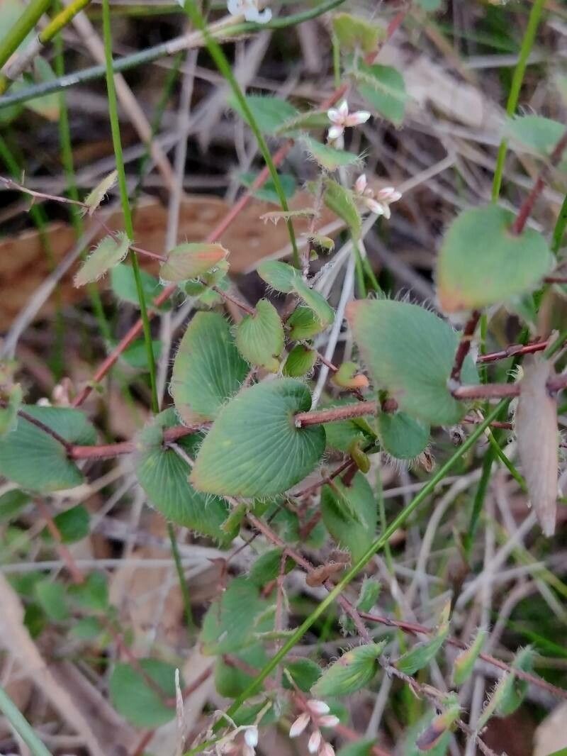 Leucopogon amplexicaulis — related species from the same genus