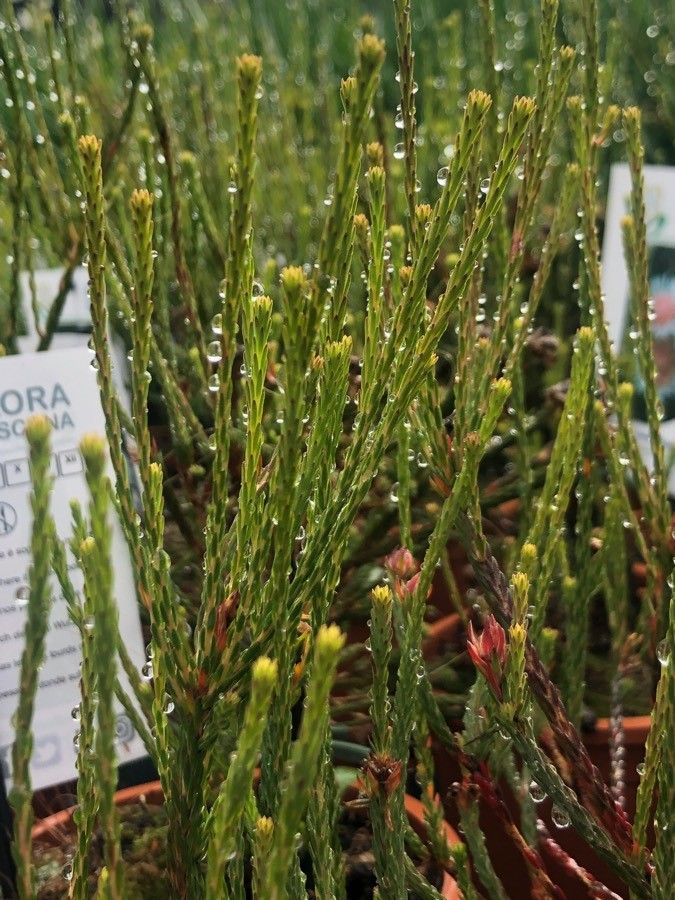 Actinodium cunninghamii — houseplant care guide