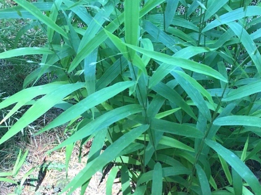 Chasmanthium latifolium leaf