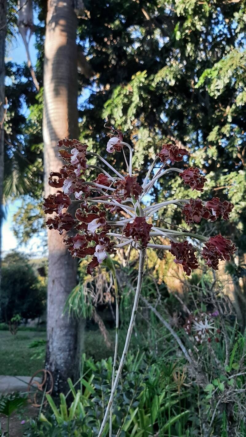 Laelia gloriosa flower