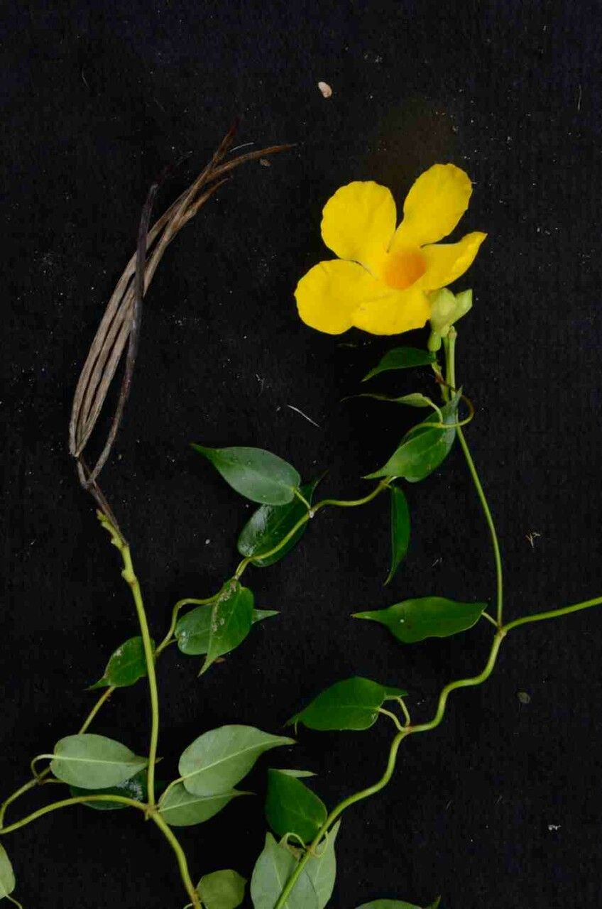 Mandevilla funiformis flower