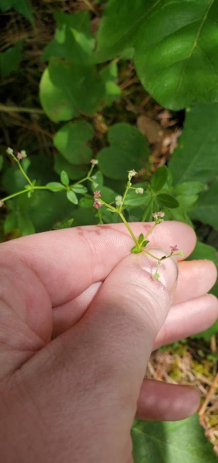 Galium pilosum flower