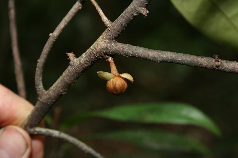 Anaxagorea dolichocarpa flower