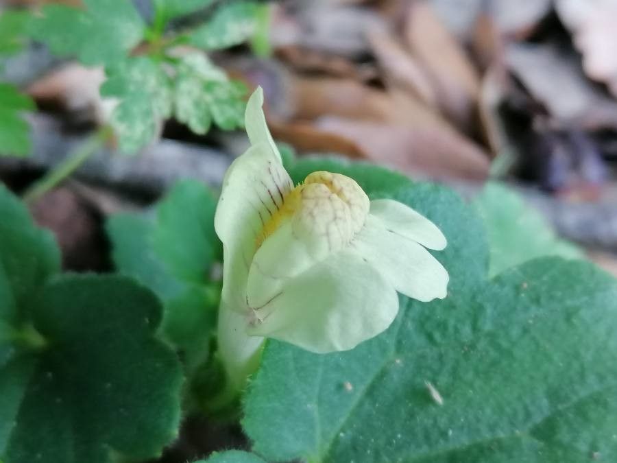 Asarina procumbens flower