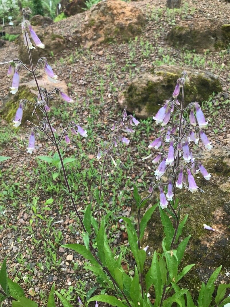 Penstemon gracilis habit