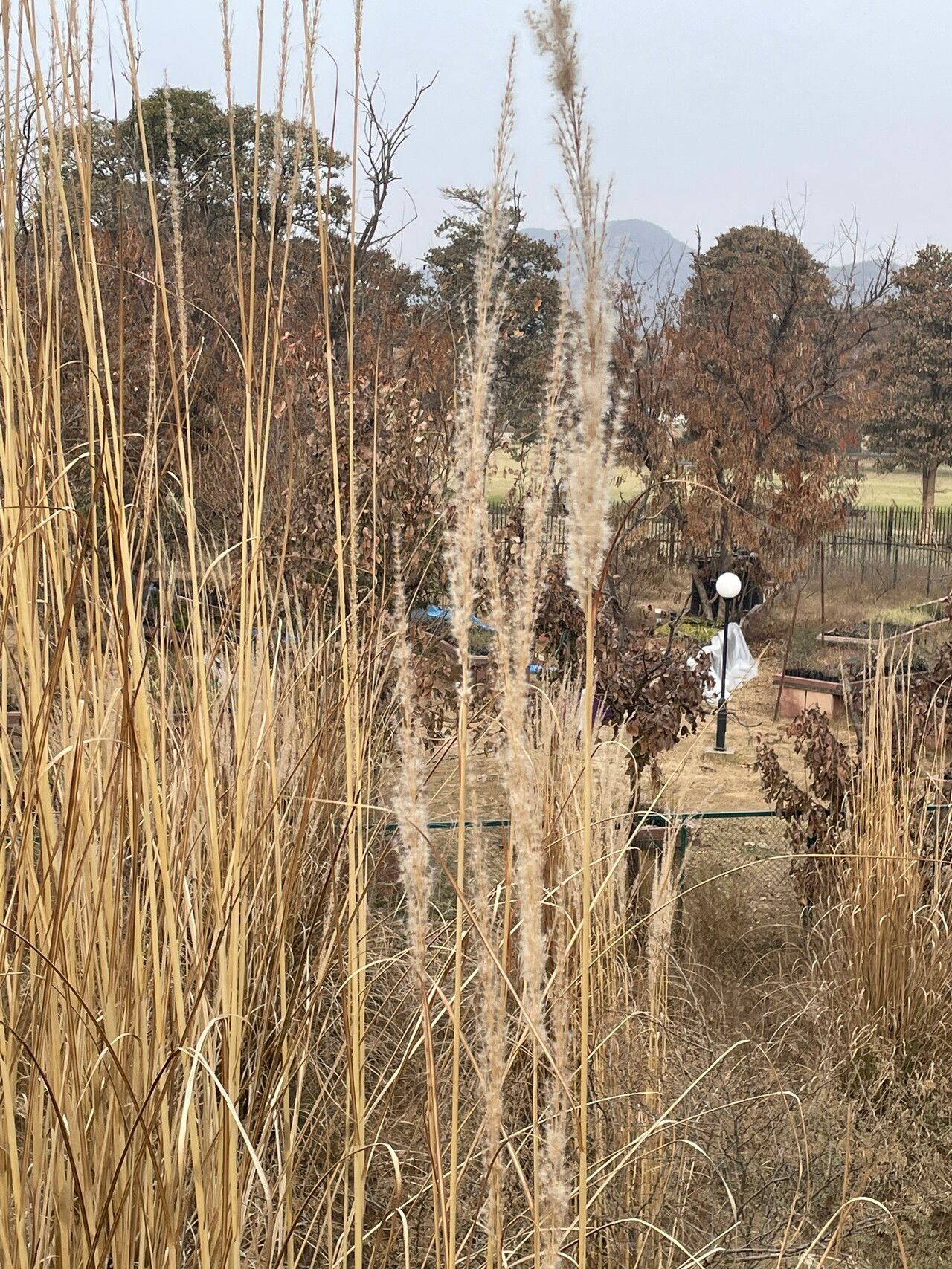 Tripidium bengalense flower