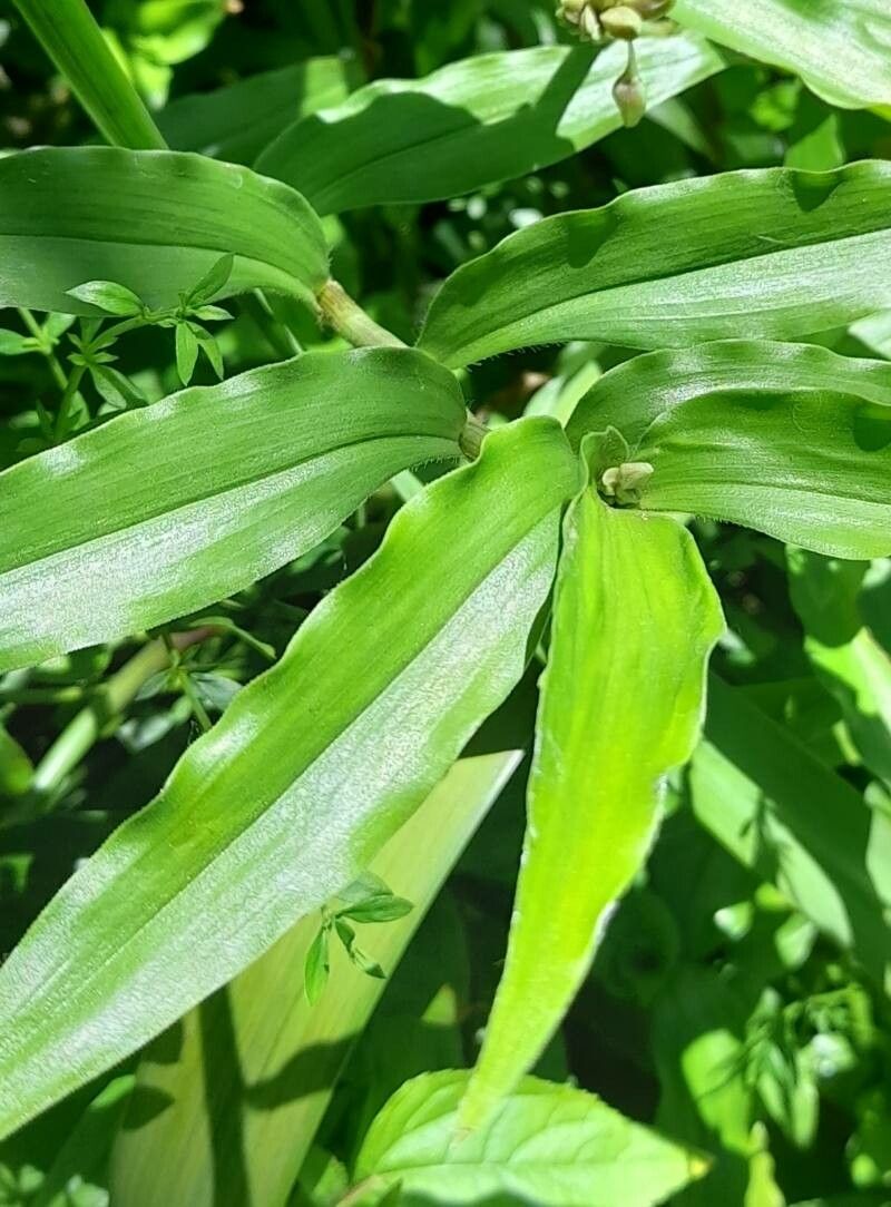 Callisia diuretica leaf