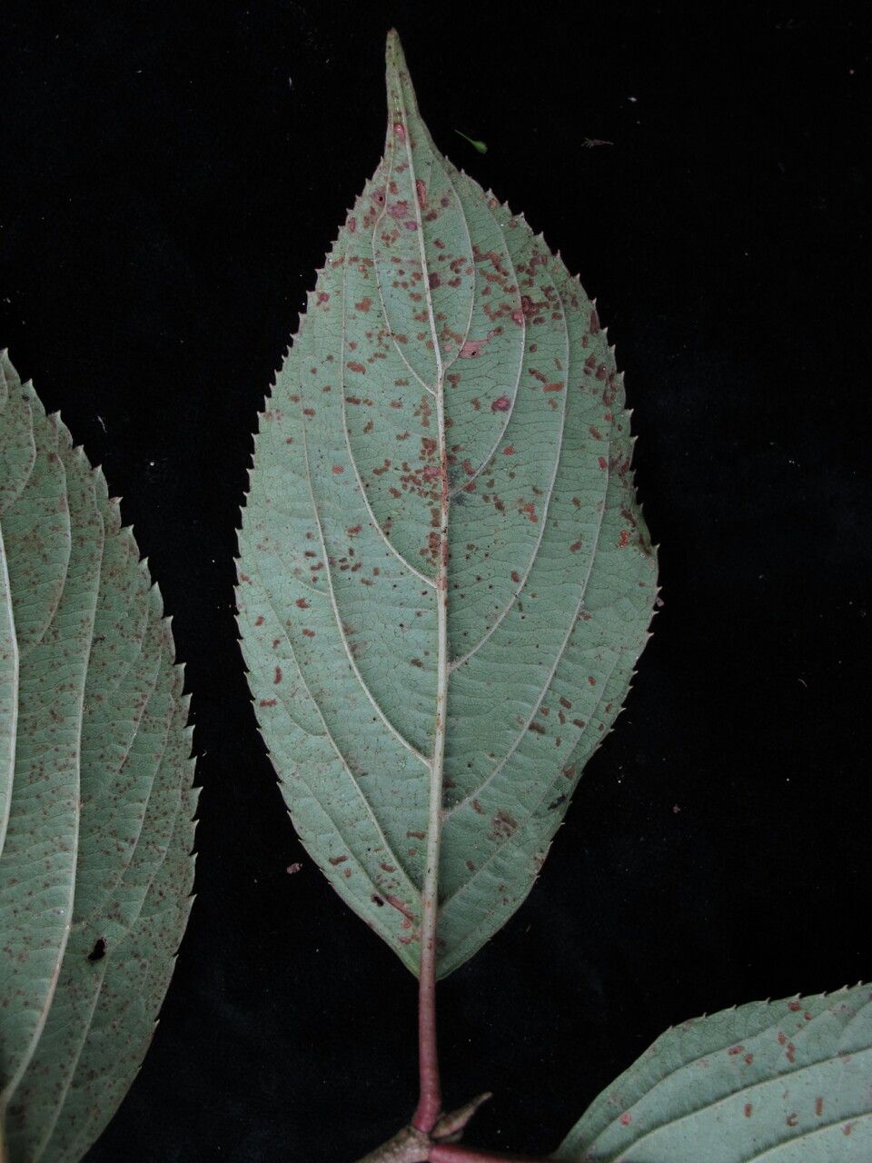Viburnum erubescens habit