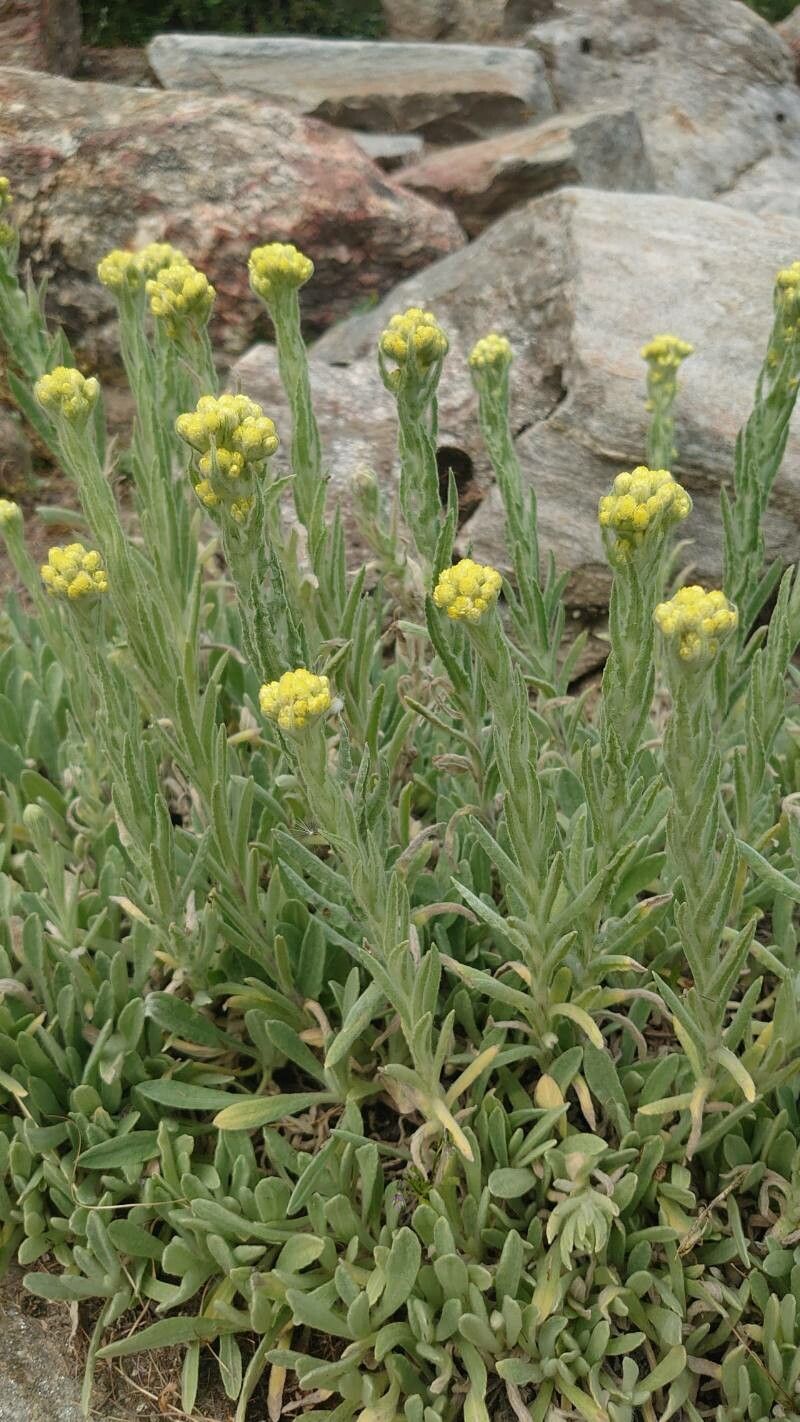 Helichrysum thianschanicum habit