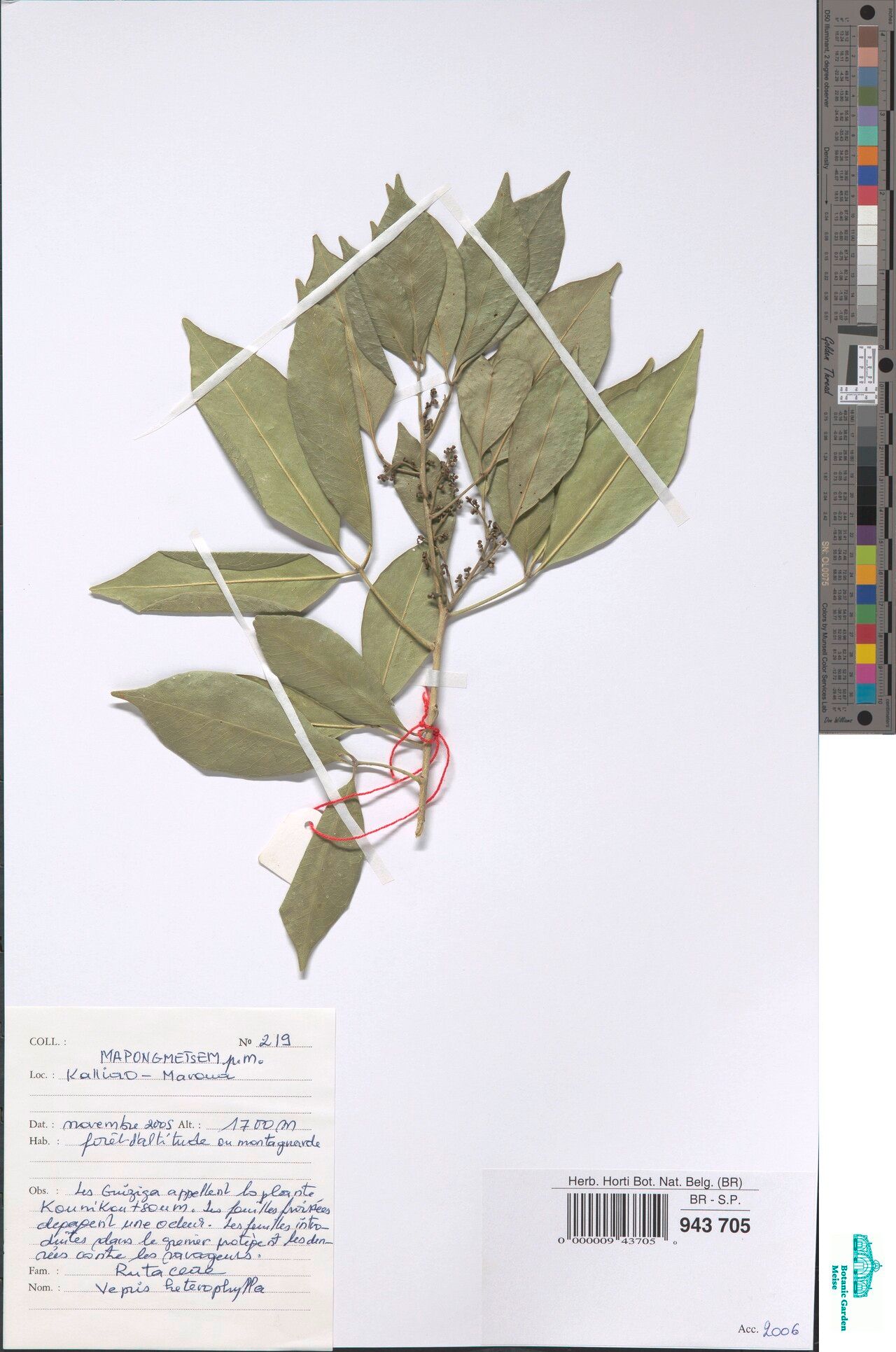 Vepris heterophylla — search result for 'Vepris'