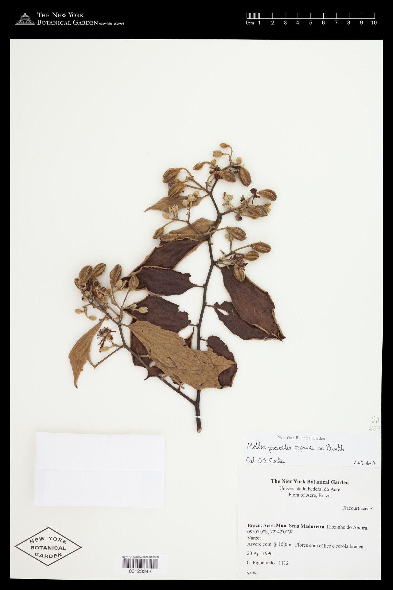 Luehea cymulosa other