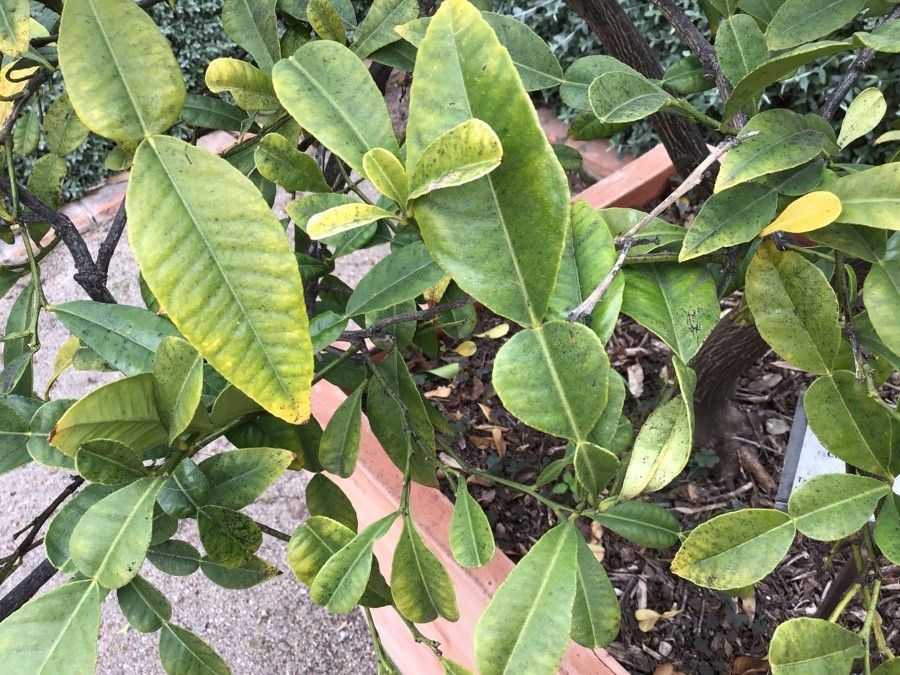 Citrus macroptera — search result for 'Citrus'