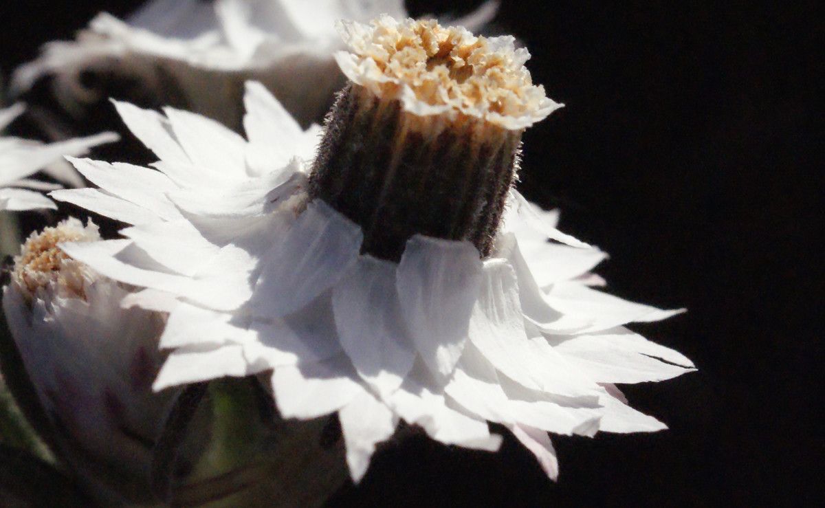 Waitzia suaveolens flower