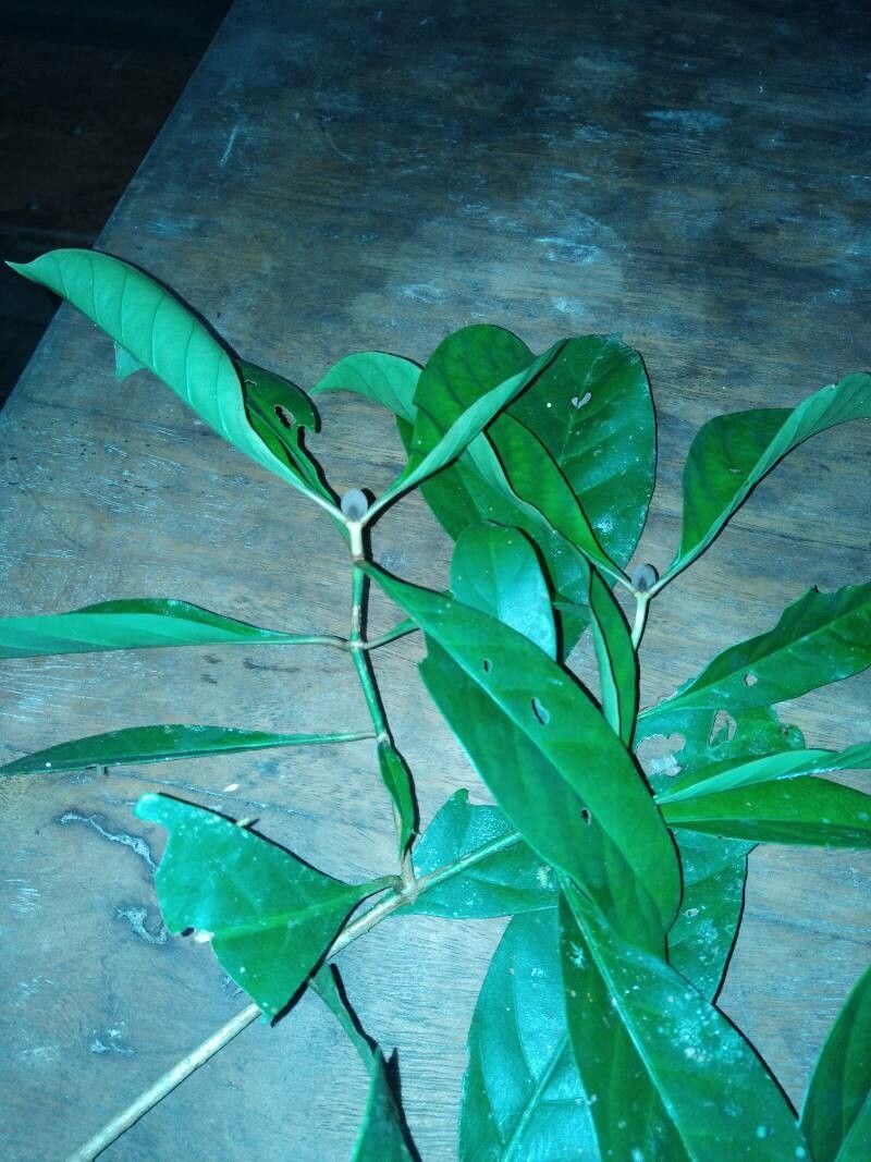 Psychotria guineensis — houseplant care guide