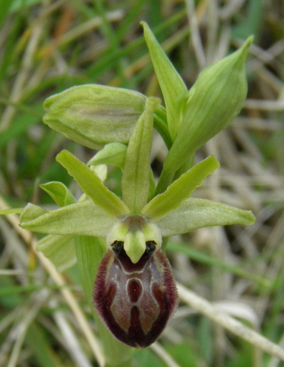 Ophrys arachnitiformis other