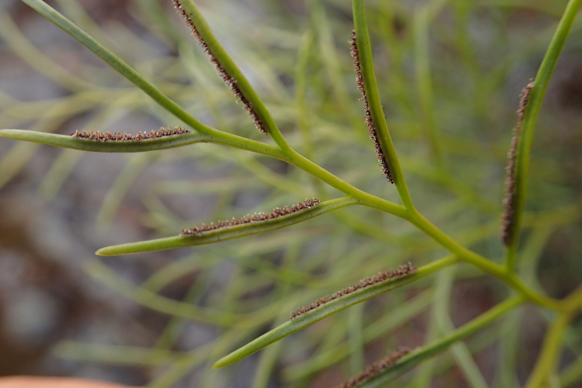 Asplenium novae-caledoniae flower