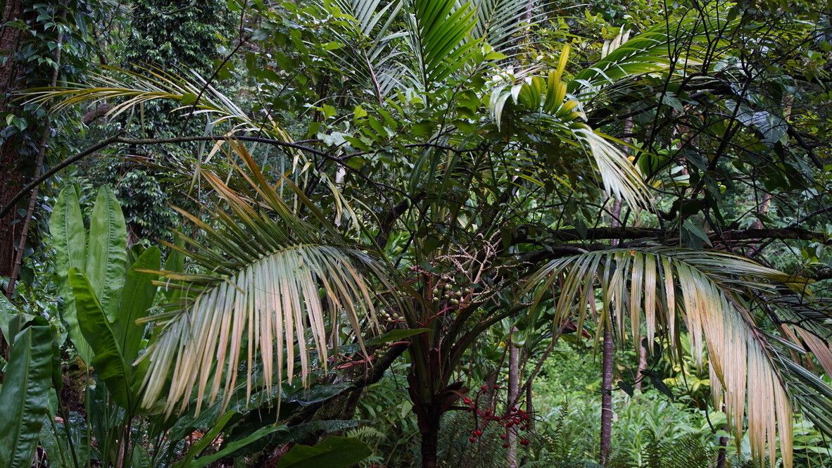 Heterospathe longipes habit