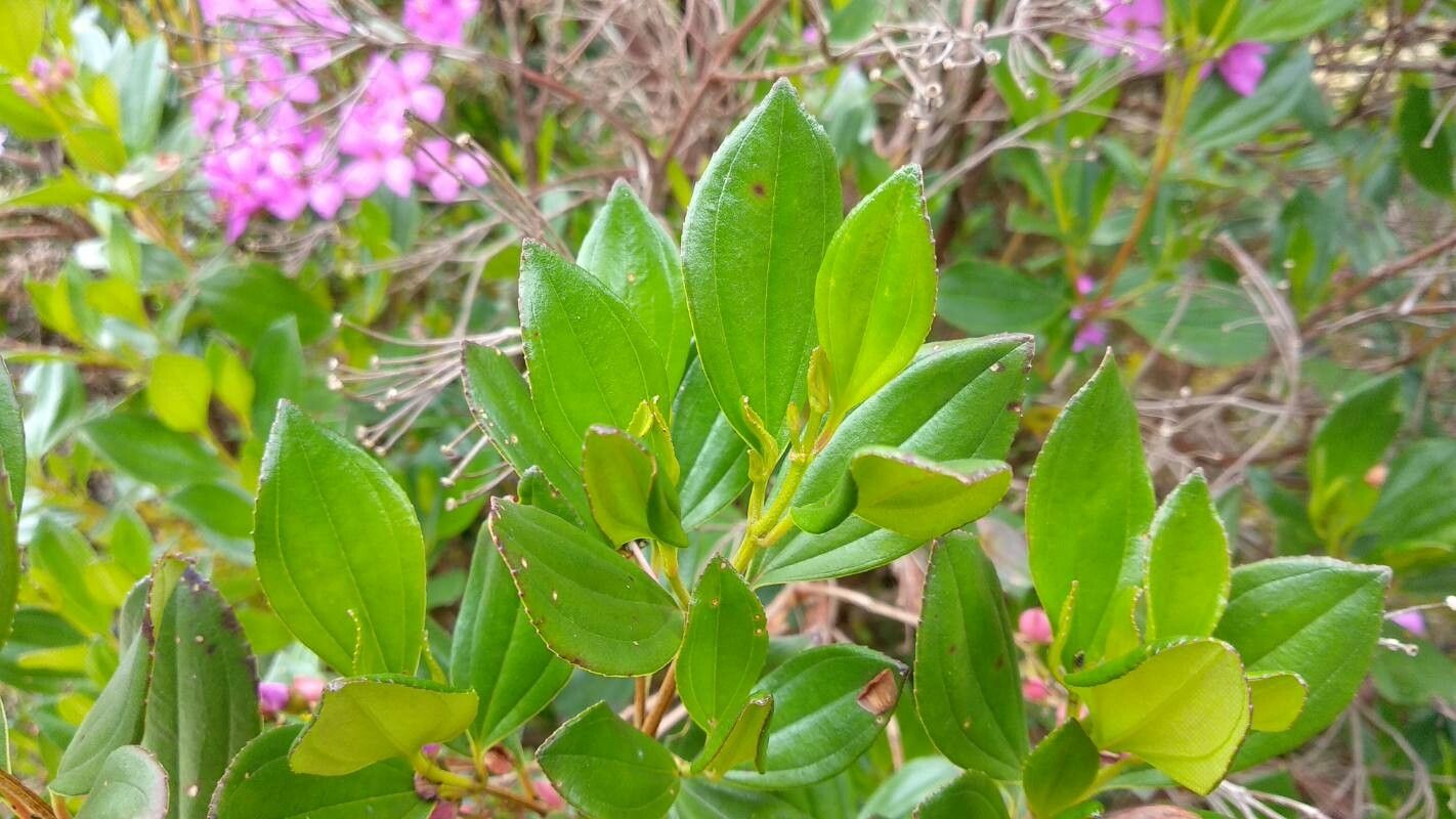 Bucquetia glutinosa leaf