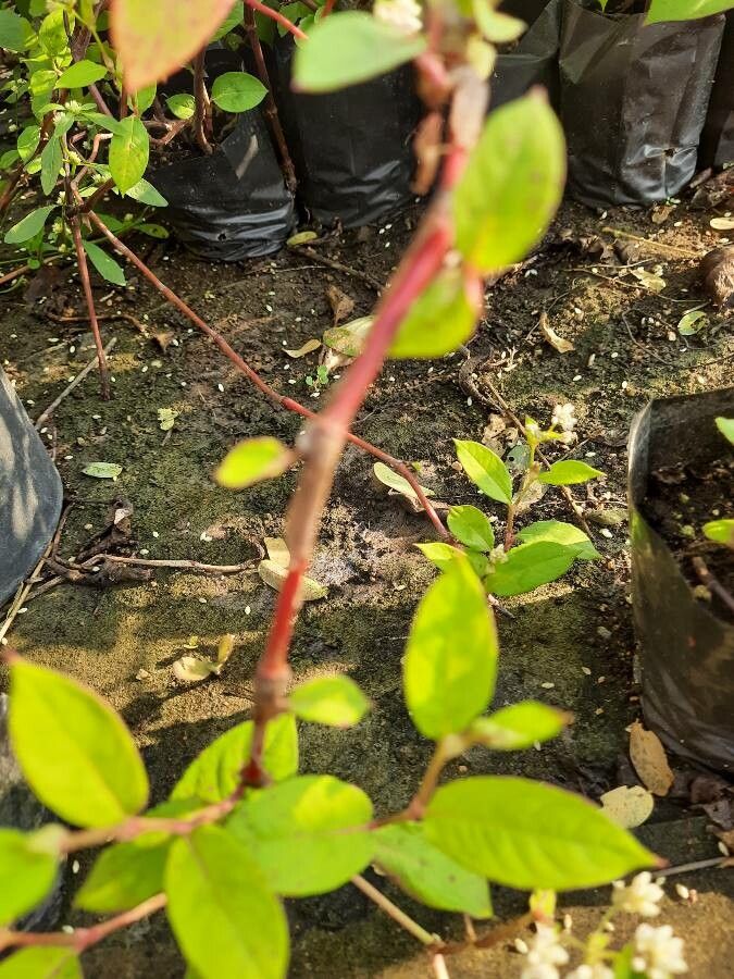 Persicaria chinensis bark