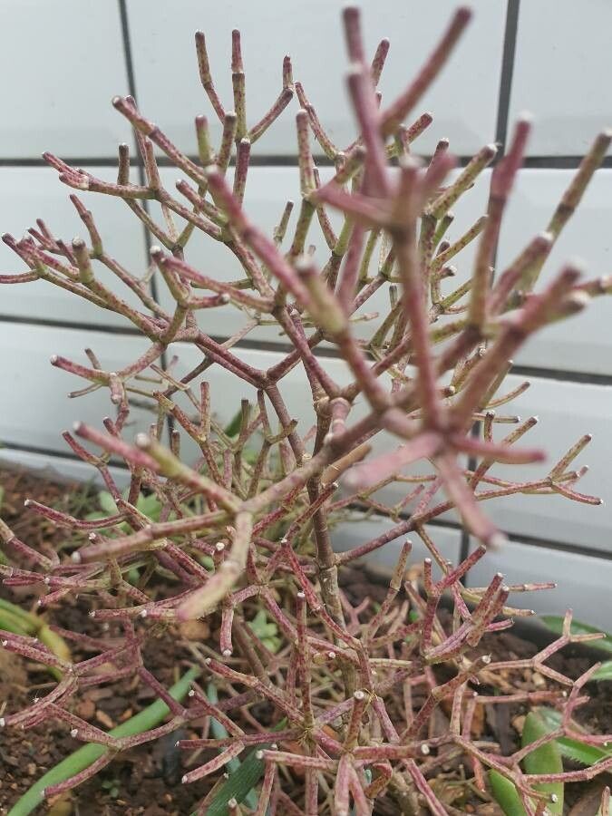 Hatiora salicornioides leaf