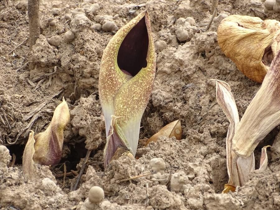 Amorphophallus aphyllus — search result for 'Amorphophallus'