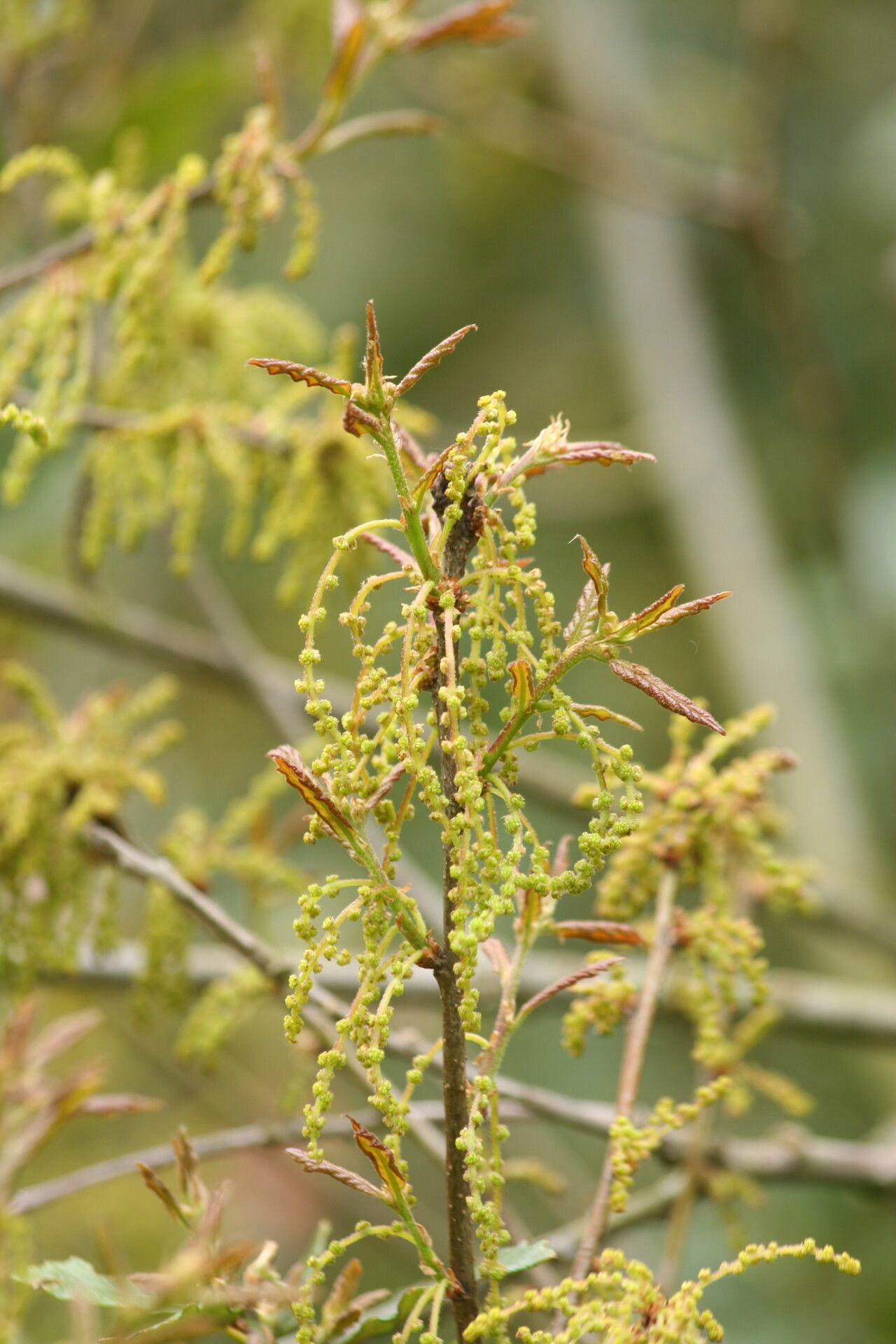 Quercus glabrescens flower