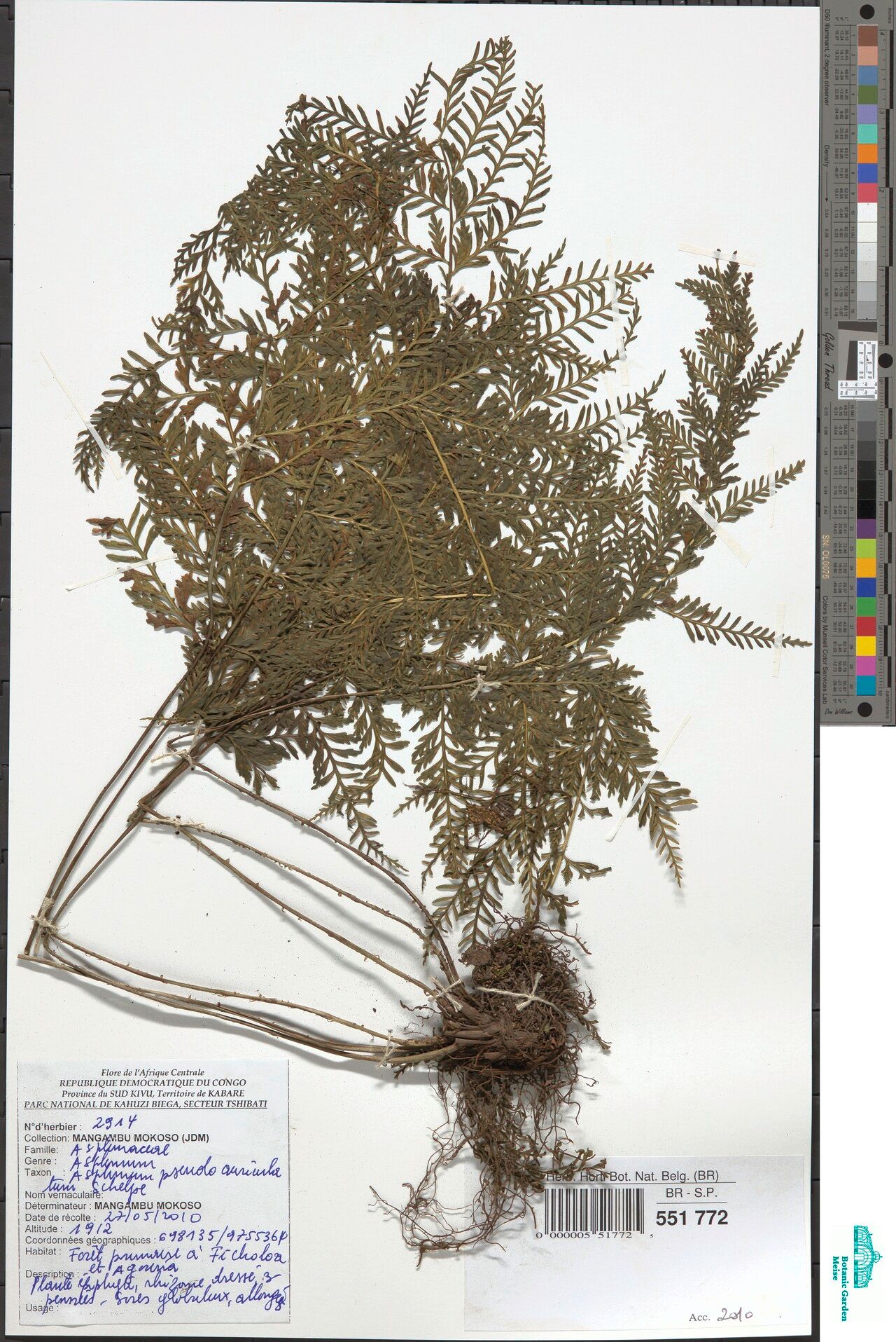 Asplenium bugoiense — houseplant care guide