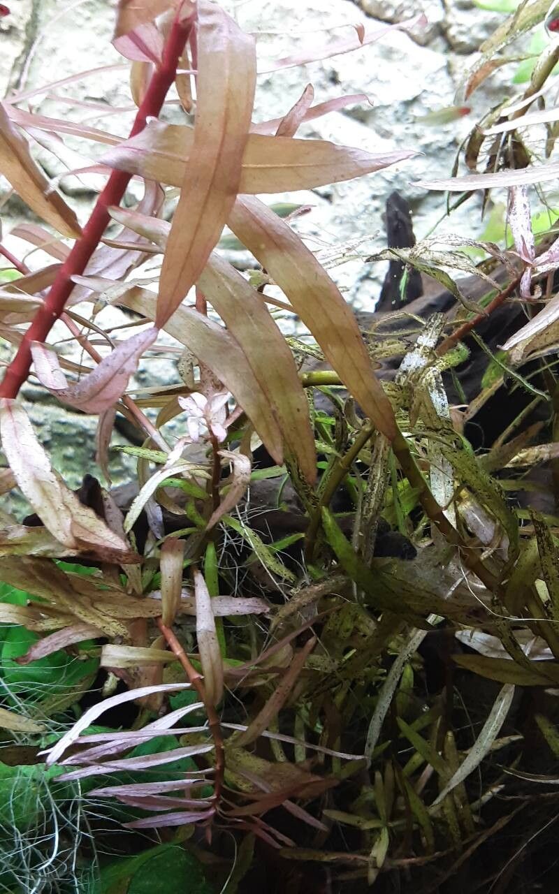 Diodia kuntzei — related species from the same genus