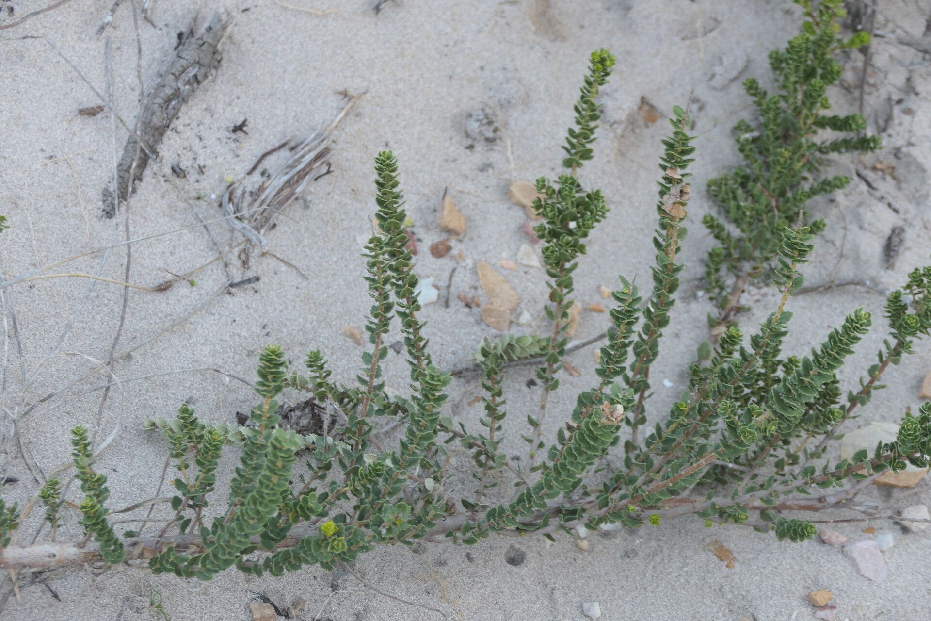 Morella cordifolia habit