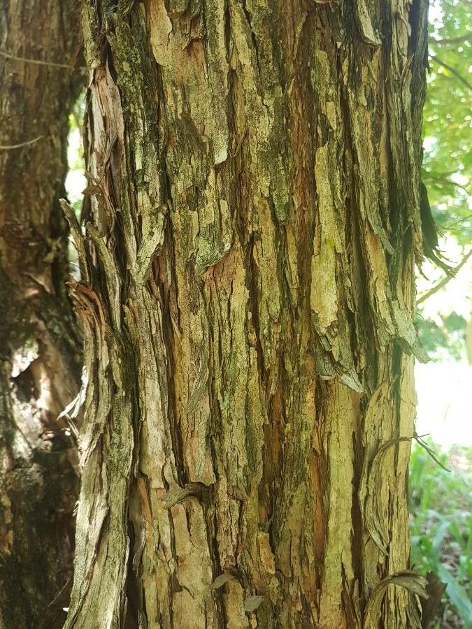 Campomanesia phaea bark