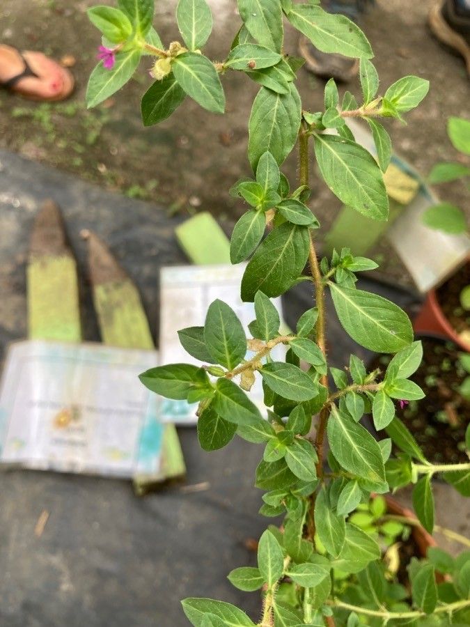 Cuphea carthagenensis leaf