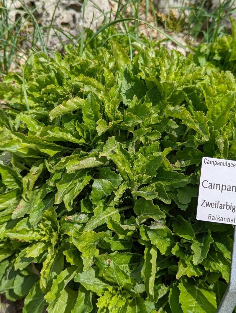 Campanula versicolor — search result for 'Campanulaceae'