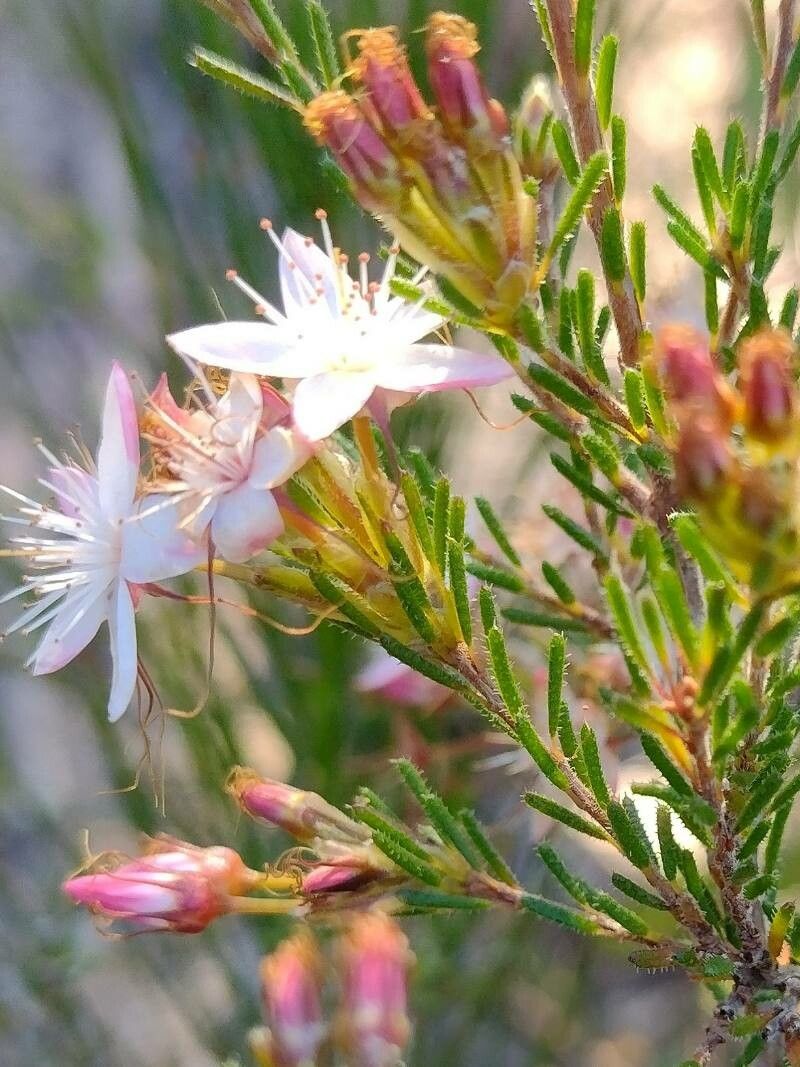 Calytrix tetragona — houseplant care guide