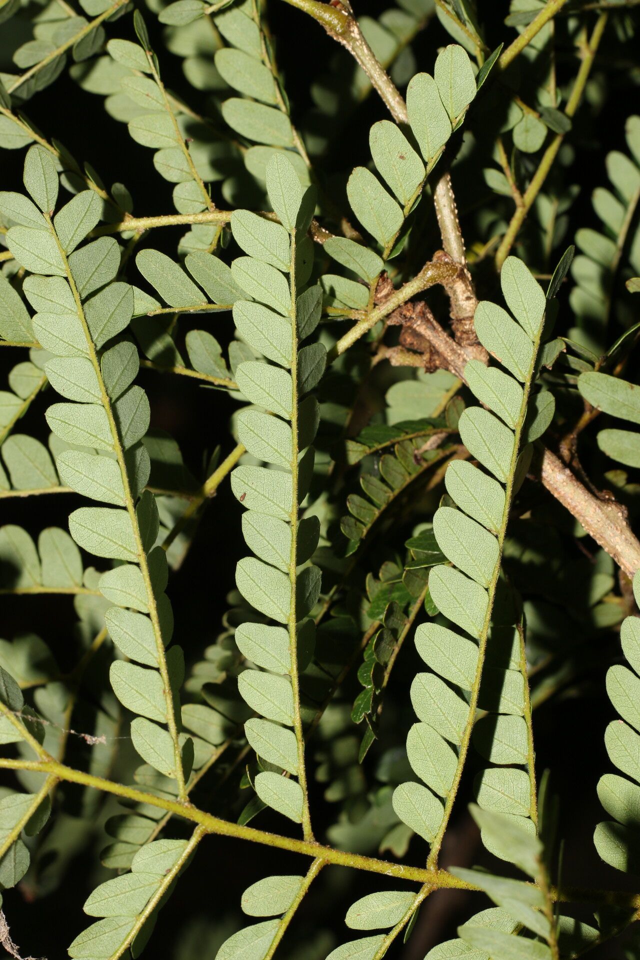 Caesalpinia eriostachys — search result for 'Caesalpinia'