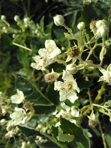 Rubus montanus flower