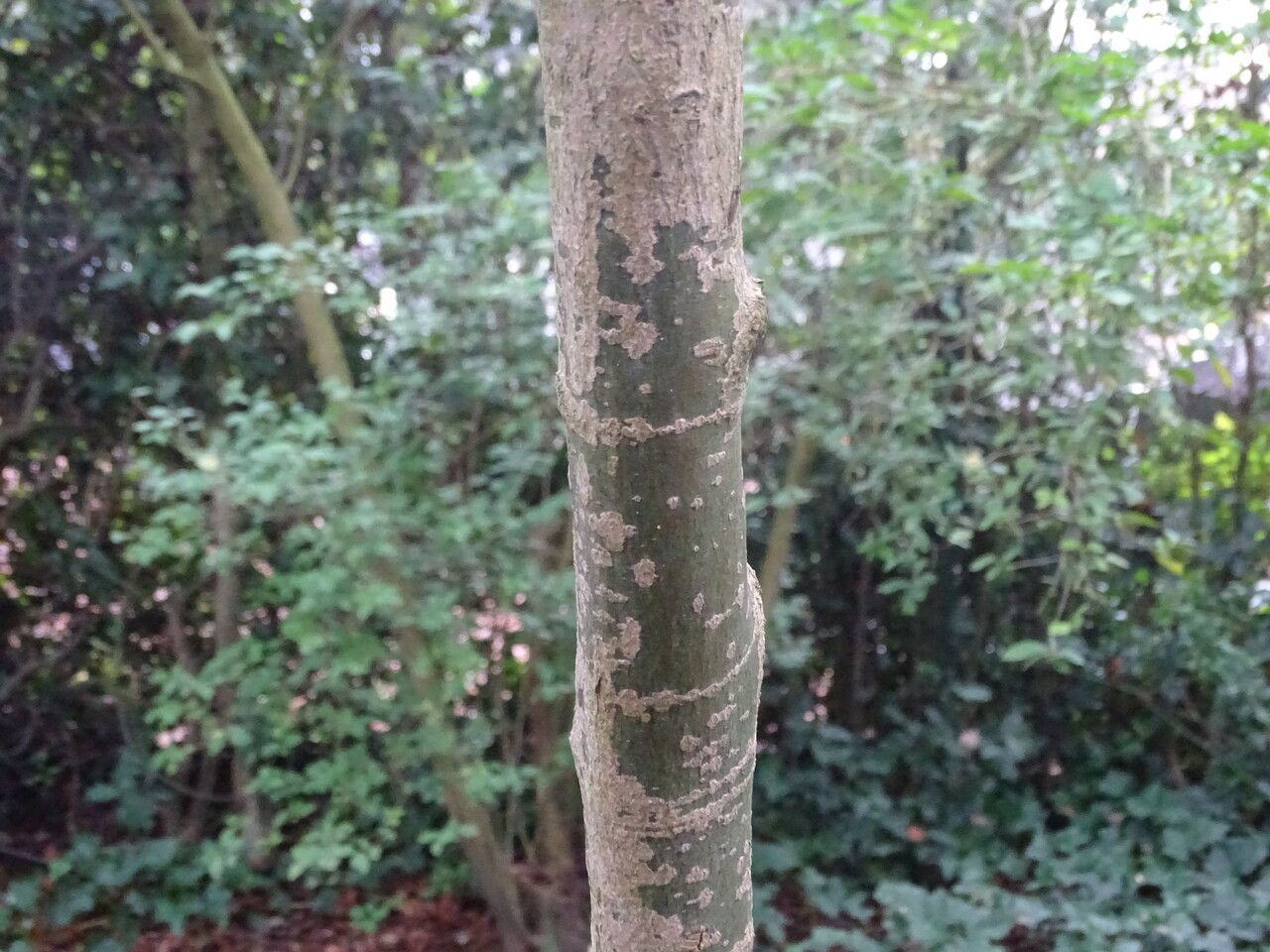 Acer oliverianum bark