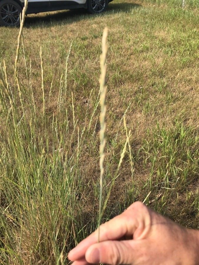 Elymus repens fruit