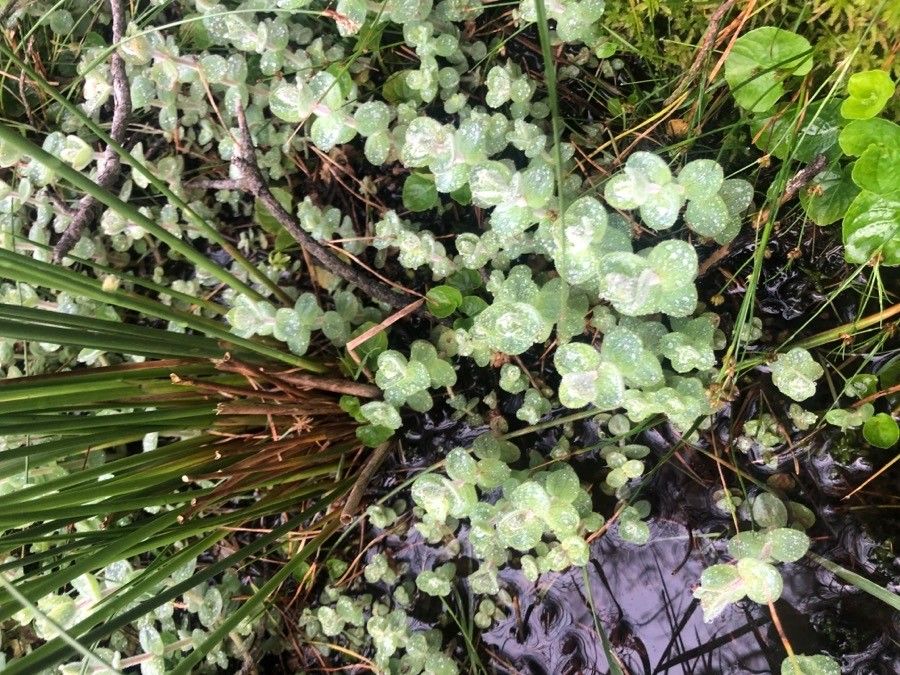 Hypericum elodes — clay tolerant houseplant