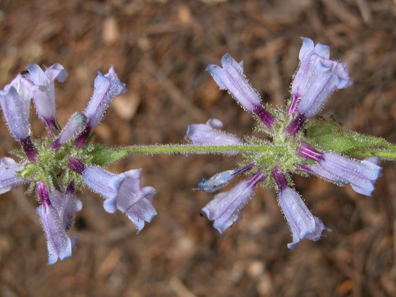 Penstemon anguineus flower
